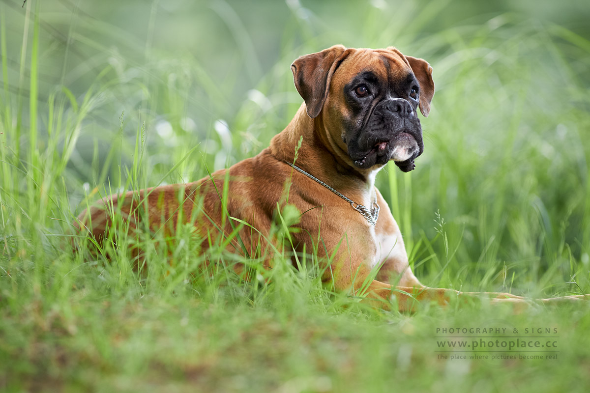 Tierfotografie Tierportraits Tierfotograf HundeFotograf Hunde Marchtrenk Linz Wels Steyr Oberösterreich