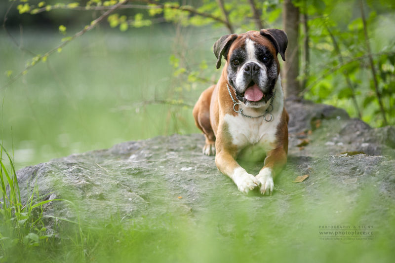 Tierfotografie Tierportraits Tierfotograf HundeFotograf Hunde Marchtrenk Linz Wels Steyr Oberösterreich