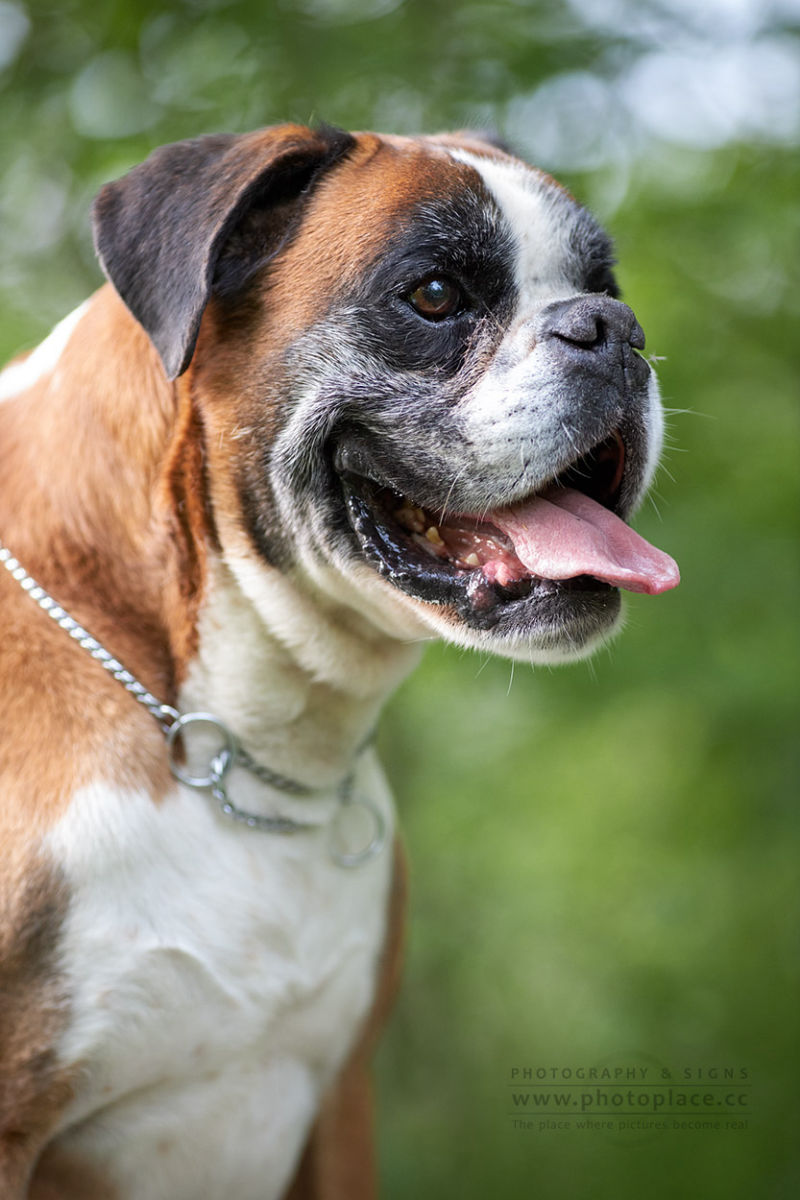 Tierfotografie Tierportraits Tierfotograf HundeFotograf Hunde Marchtrenk Linz Wels Steyr Oberösterreich