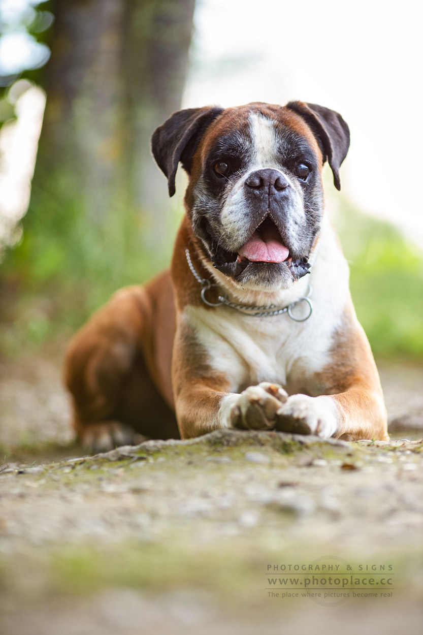 Tierfotografie Tierportraits Tierfotograf HundeFotograf Hunde Marchtrenk Linz Wels Steyr Oberösterreich