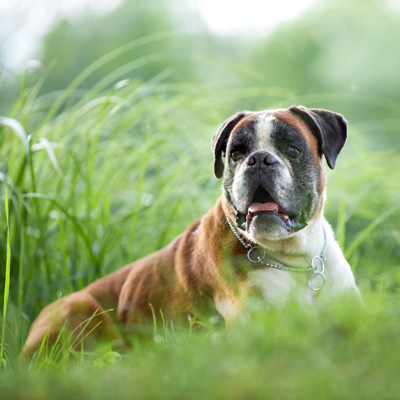 Hunde, Hundefotos, Tierfotografie, aktion, Hundefotografie