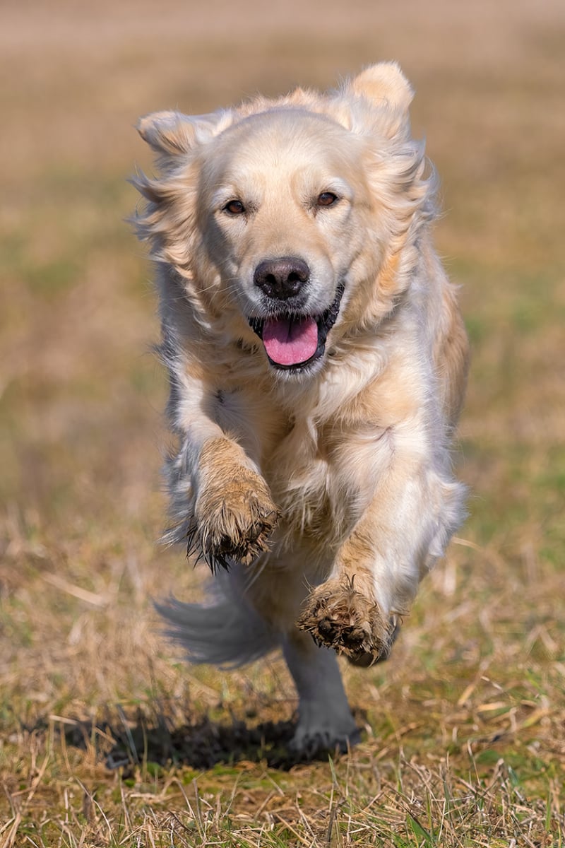 Golden Retriever Hundefotografie