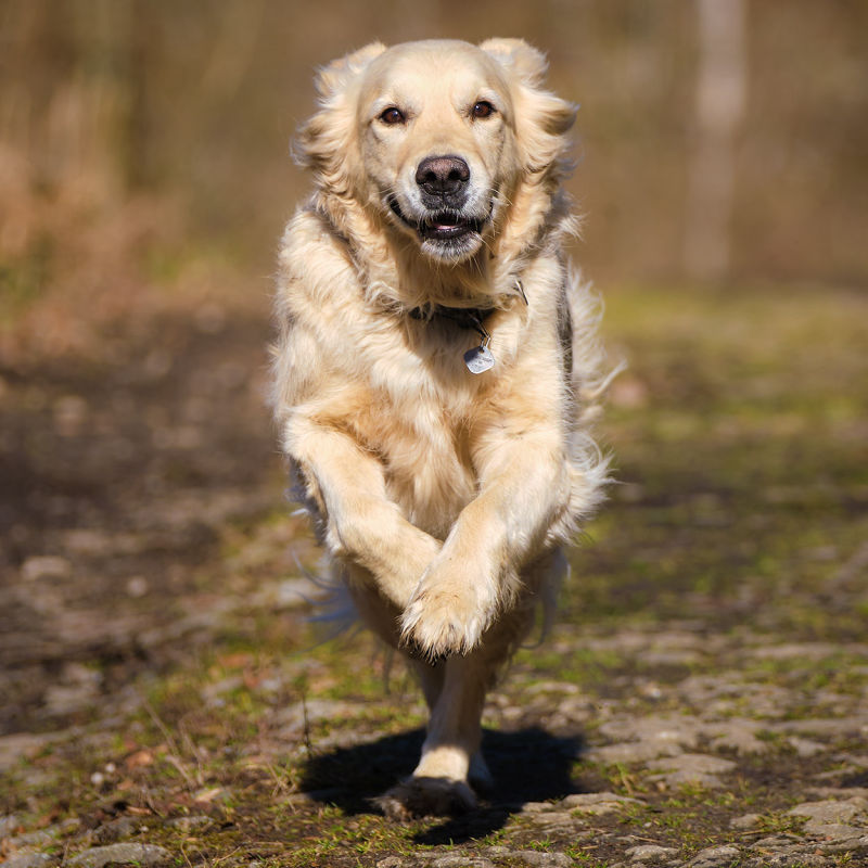 Hunde, Hundefotos, Tierfotografie, aktion, Hundefotografie