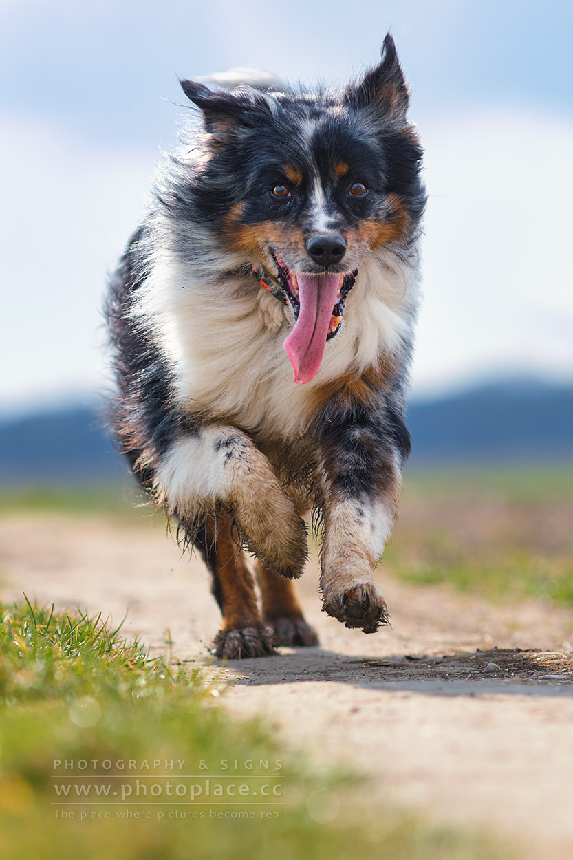 Tierfotografie Wels Linz Steyr Marchtrenk Hunde Aktion Australien Shepard Dogs Hundefotografie outdoor
