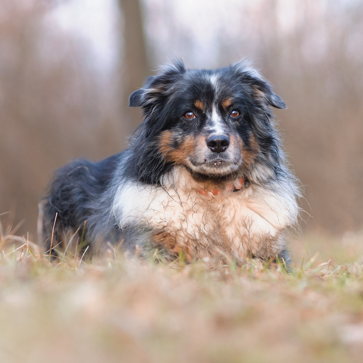 Tierfotografie Hunde Katzen Haustier Marchtrenk Linz Wels Oberösterreich Tierfotograf