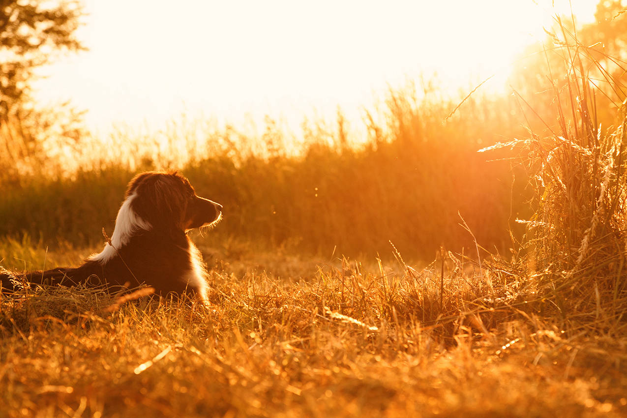 Tierfotografie Hunde Katzen Haustiere Linz Wels Steyr