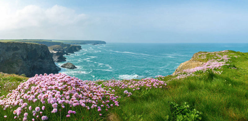 cornwall, frühling, blumen, natur, landschaft