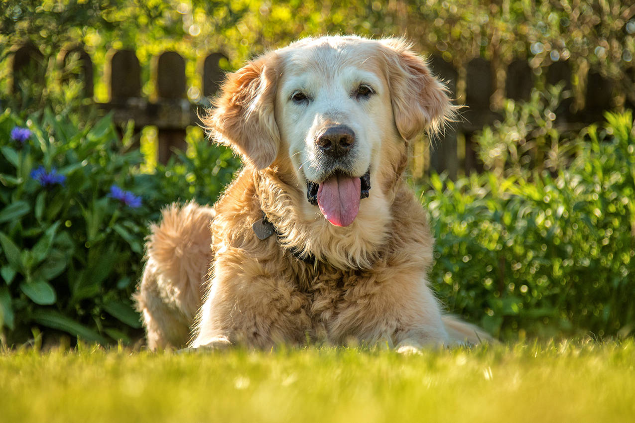 Tierfotografie Hunde Katzen Haustiere Linz Wels Steyr